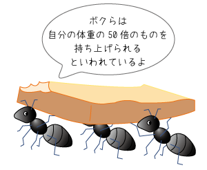 黒蟻
